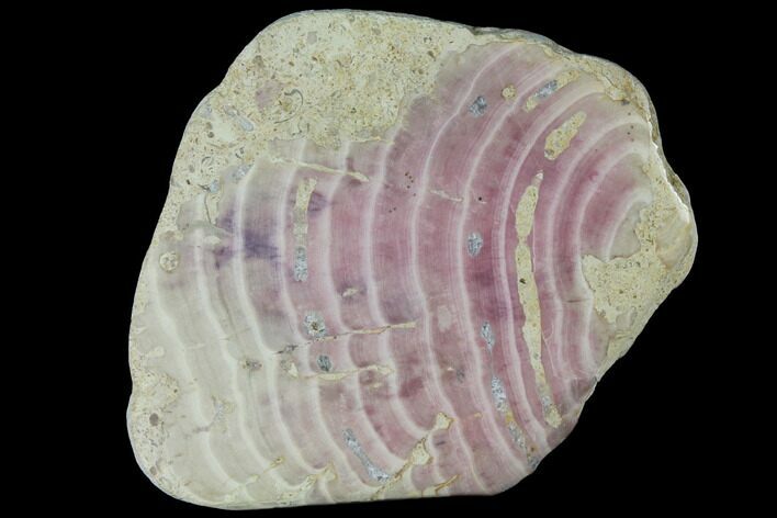 Polished Jurassic Fossil Sponge (Solenopora) - England #130191
